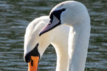 BT_IMG_7807 Branston Water Park Q1: © 2022 by Brian Triptree