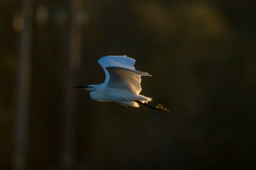 BT-IMG_6885 December 2021: Tucklesholme: © 2021 by Brian Triptree
