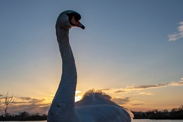 BT_BranstonWaterPark1_3578 Branston Water Park: © 2020-2021 by Brian Triptree: Swans