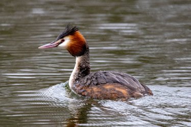 BT_BranstonWaterPark1_4153 Branston Water Park: © 2020-2021 by Brian Triptree: Waterfowl