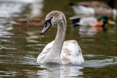 BT_BranstonWaterPark1_4283 Branston Water Park: © 2020-2021 by Brian Triptree: Swans