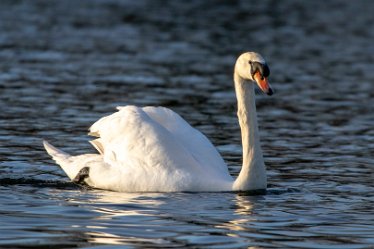 BT_BranstonWaterPark1_4384 Branston Water Park: © 2020-2021 by Brian Triptree: Swans