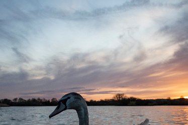 BT_BranstonWaterPark1_4444 Branston Water Park: © 2020-2021 by Brian Triptree: Swans