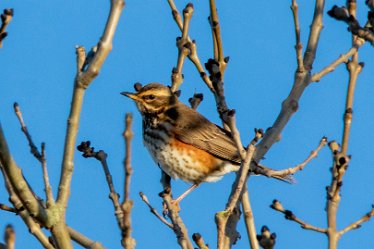 BT-IMG_6983 December 2021: Seen at Branston Leas Nature Reserve: © 2021 by Brian Triptree