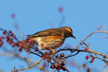 BT-IMG_6997 December 2021: Seen at Branston Leas Nature Reserve: © 2021 by Brian Triptree