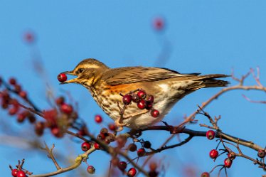 BT-IMG_6999 December 2021: Seen at Branston Leas Nature Reserve: © 2021 by Brian Triptree