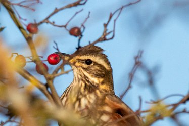 BT-IMG_7003 December 2021: Seen at Branston Leas Nature Reserve: © 2021 by Brian Triptree