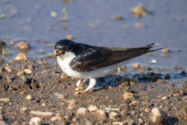 Brian-BL-to-20210711_1807 © 2020-2021 by Brian Triptree: Birds at Branston Leas Nature Reserve