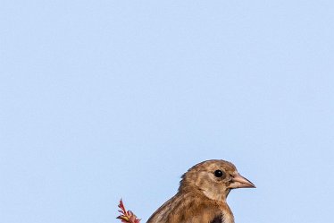 Brian-BL-to-20210711_5482 © 2020-2021 by Brian Triptree: Birds at Branston Leas Nature Reserve