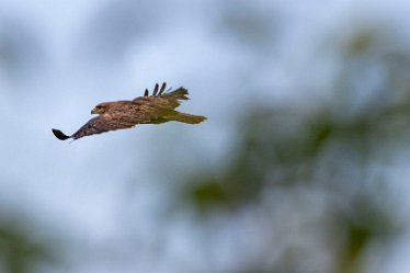 Brian-BL-to-20210711_5495 © 2020-2021 by Brian Triptree: Birds at Branston Leas Nature Reserve