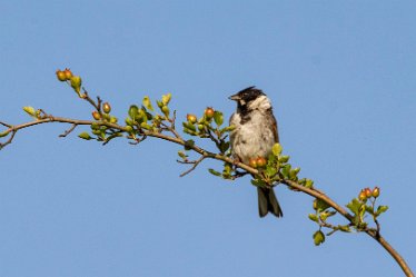 Brian-BL-to-20210711_5513 © 2020-2021 by Brian Triptree: Birds at Branston Leas Nature Reserve