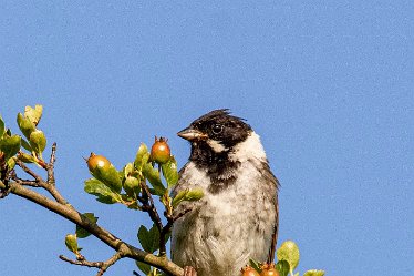 Brian-BL-to-20210711_5514_1 © 2020-2021 by Brian Triptree: Birds at Branston Leas Nature Reserve