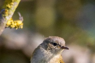 Brian-BL-to-20210711_5527_1 © 2020-2021 by Brian Triptree: Birds at Branston Leas Nature Reserve