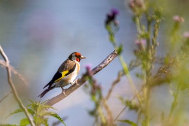 Brian-BL-to-20210711_5605_2 © 2020-2021 by Brian Triptree: Birds at Branston Leas Nature Reserve