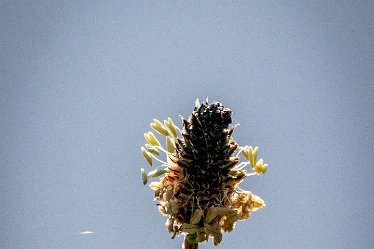 Brian-BL-to-20210711_1752 © 2020-2021 by Brian Triptree: Flora at Branston Leas Nature Reserve