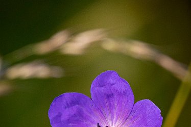 Brian-BL-to-20210711_5489 © 2020-2021 by Brian Triptree: Flora at Branston Leas Nature Reserve