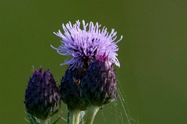 Brian-BL-to-20210711_5490 © 2020-2021 by Brian Triptree: Flora at Branston Leas Nature Reserve