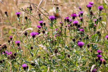 Brian-BL-to-20210711_5615_1 © 2020-2021 by Brian Triptree: Flora at Branston Leas Nature Reserve