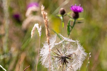 Brian-BL-to-20210711_5616_1 © 2020-2021 by Brian Triptree: Flora at Branston Leas Nature Reserve