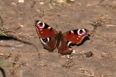 Brian-BL-to-202105_0558 Branston Leas Nature Reserve: © 2020-2021 by Brian Triptree