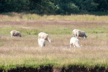 Brian-BL-to-20210711_5591 Branston Leas Nature Reserve: © 2020-2021 by Brian Triptree