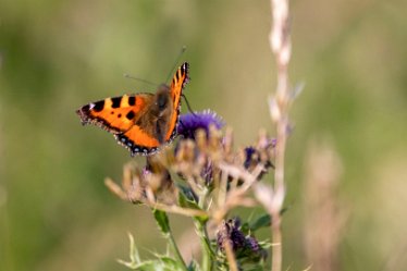 Brian-BL-to-20210711_5607_1 Branston Leas Nature Reserve: © 2020-2021 by Brian Triptree