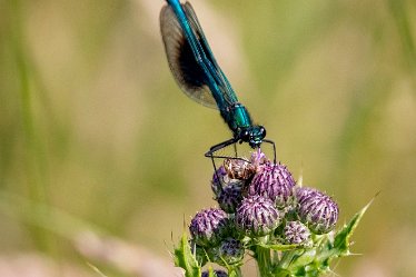 Brian-BL-to-20210711_5610 Branston Leas Nature Reserve: © 2020-2021 by Brian Triptree