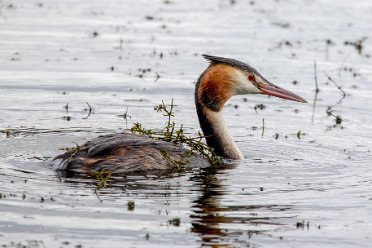 Branston Water Park-11 Branston Water Park: © 2020-2021 by Brian Triptree