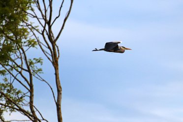 Brian's Birds at BL Branston Leas Nature Reserve: Birds: © 2020-2021 by Brian Triptree