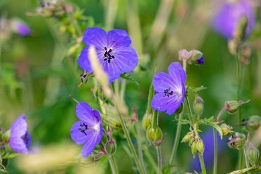 Brian's Flora at BL Branston Leas Nature Reserve: Flora: © 2020-2021 by Brian Triptree