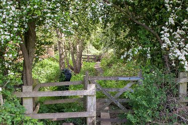 DC_aIMG_0362 27th May 2021: Brizlincote Nature Walk: © David Cowper 2021