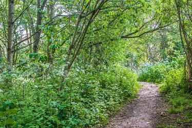 DC_aIMG_0375 27th May 2021: Brizlincote Nature Walk: © David Cowper 2021