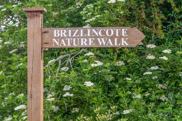 DC_aIMG_0414 12th June 2021: Brizlincote Nature Walk: © David Cowper 2021