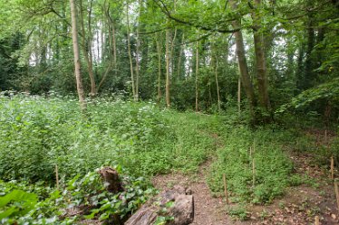 DC_aIMG_0438 12th June 2021: Brizlincote Nature Walk: © David Cowper 2021