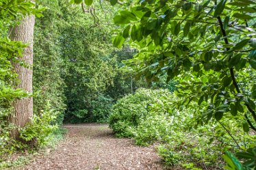 DC_aIMG_0450 12th June 2021: Brizlincote Nature Walk: © David Cowper 2021