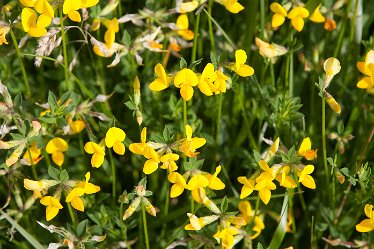 DC_aIMG_0460 12th June 2021: Brizlincote Nature Walk: © David Cowper 2021