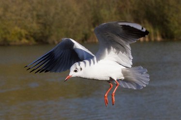 DC-black headed gull 2 Black headed gull: © David Cowper 2021