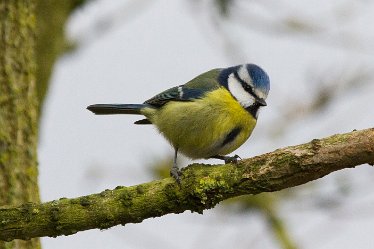 DC-blue tit 1 Blue Tit: © David Cowper 2021