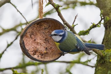 DC-blue tit 2 Blue Tit: © David Cowper 2021