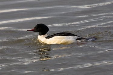 DC-goosander 1 Goosander: © David Cowper 2021