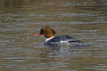 DC-goosander 3 Goosander: © David Cowper 2021