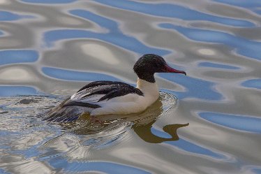 DC-goosander 4 Goosander: © David Cowper 2021