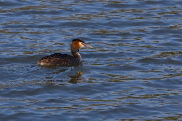 DC-great crested grebe 1 Great crested grebe: © David Cowper 2021