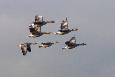 DC-greylag 5 Greylag: © David Cowper 2021