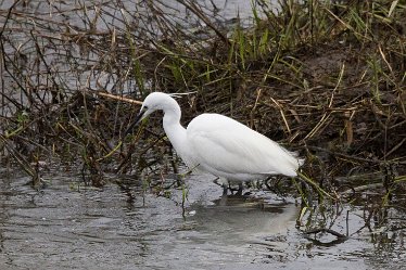 DC-little egret 2 Little Egret: © David Cowper 2021