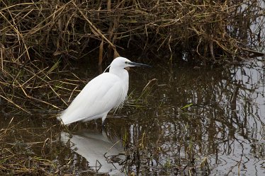 DC-little egret 3 Little Egret: © David Cowper 2021