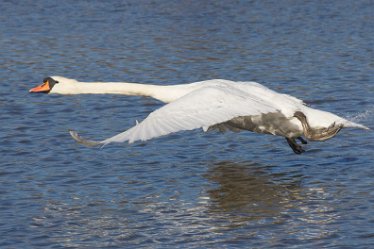 DC-mute swan 3 Mute Swan: © David Cowper 2021