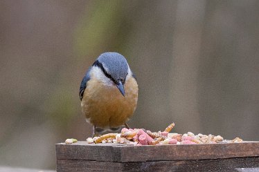 DC-nuthatch 2 Nuthatch: © David Cowper 2021