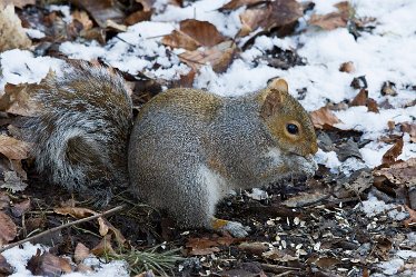 DC-squirrel 1 Grey Squirrel: © David Cowper 2021