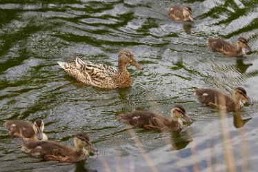 DC_aIMG_1793 15th May 2020: Willington: © 2022 by David Cowper